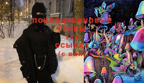 прущие грибы Аркадак